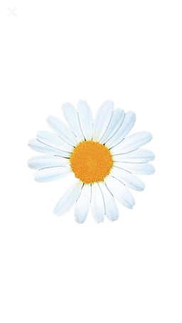 JUSPEACE flower